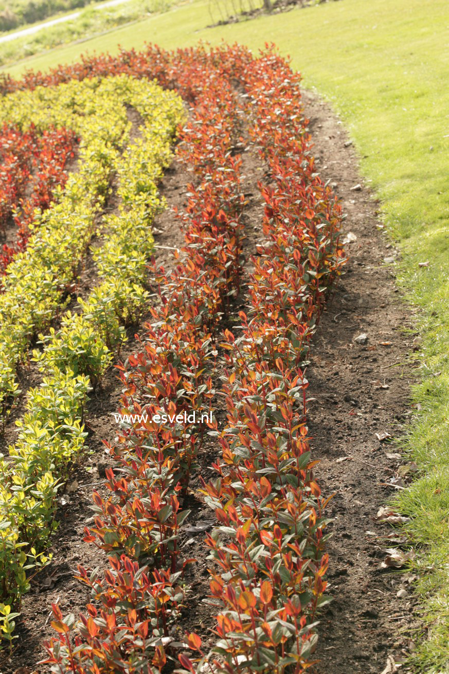 Hypericum inodorum 'Kolmaref' (MAGICAL RED FLAME)