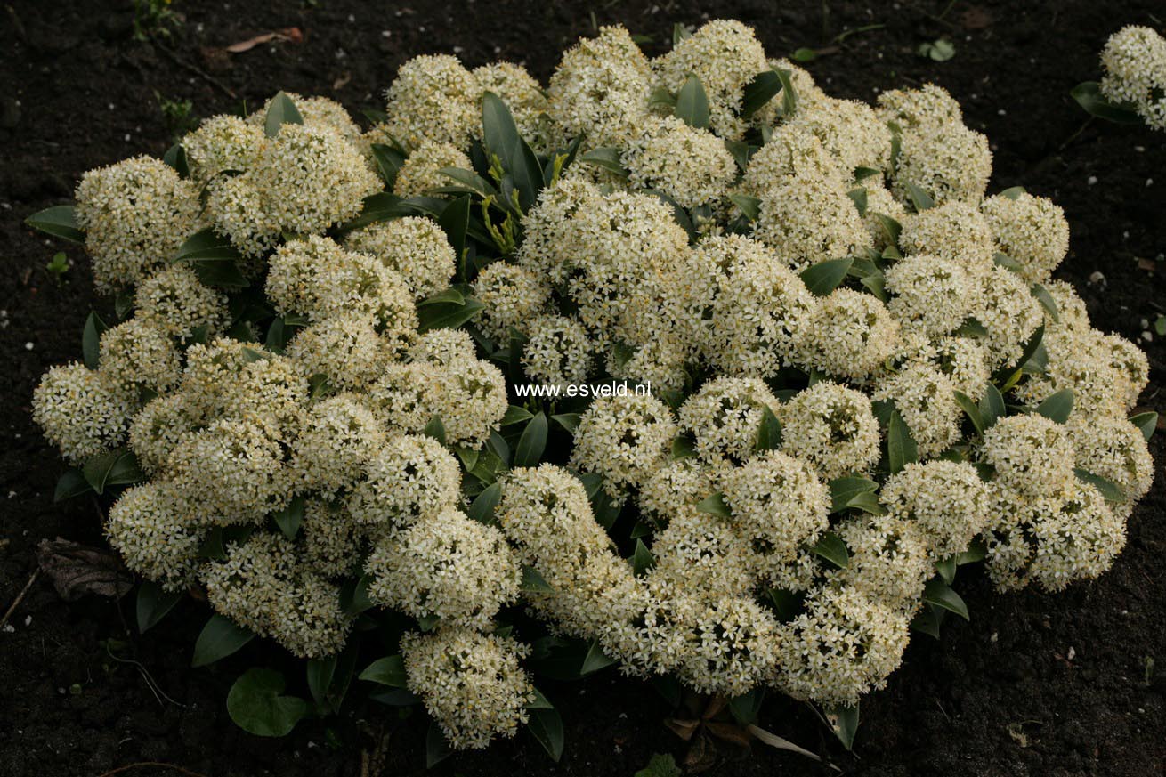 Skimmia japonica 'Moerings1' (WHITE DWARF)