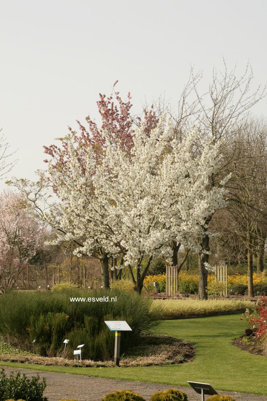 Prunus serrulata 'Taihaku'