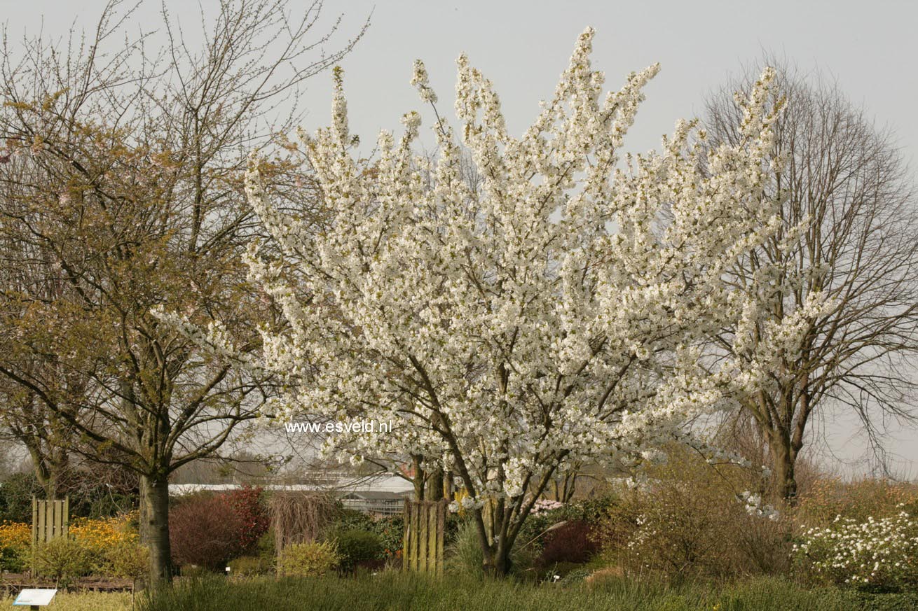 Prunus serrulata 'Taihaku'