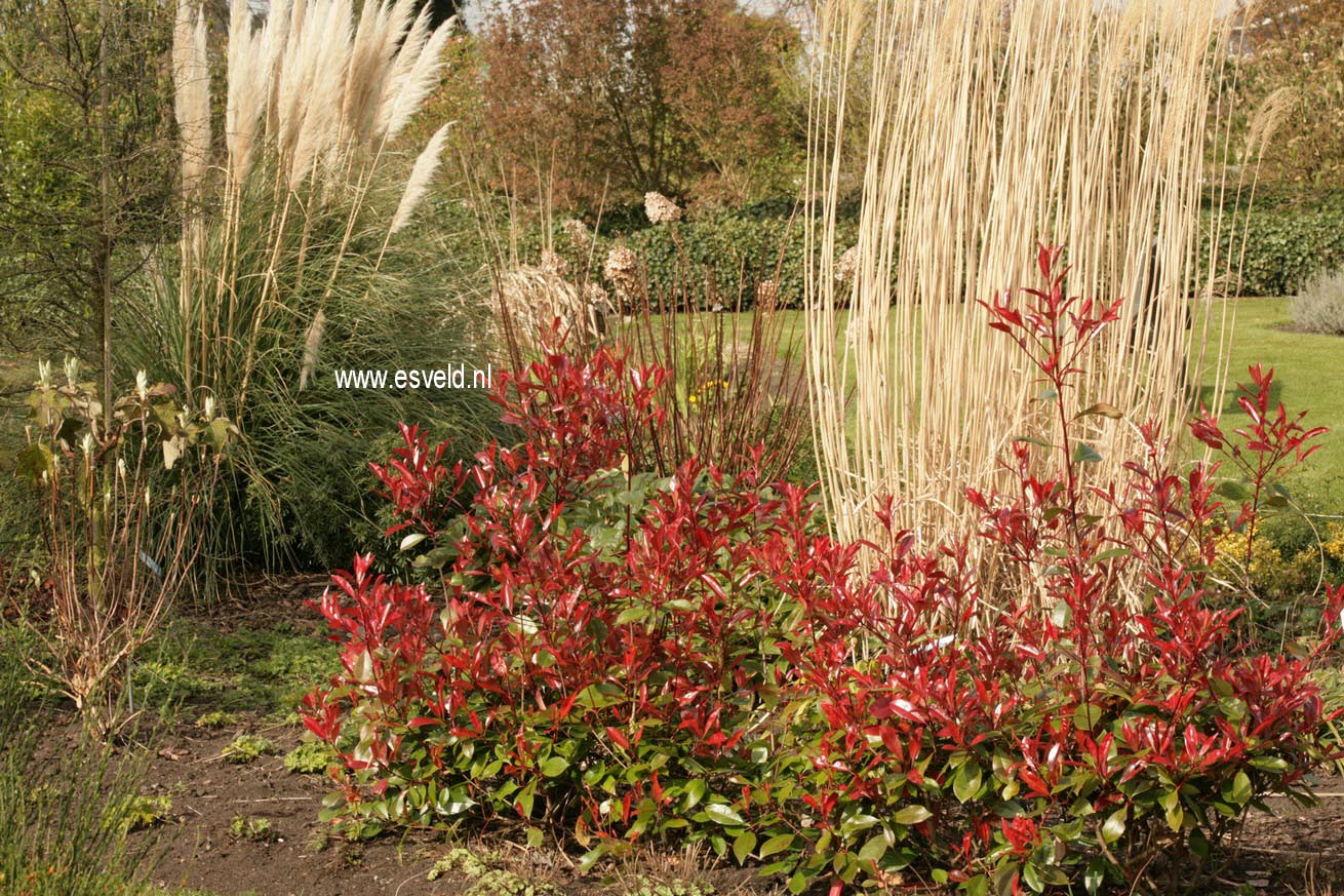 Photinia fraseri 'Red Robin'