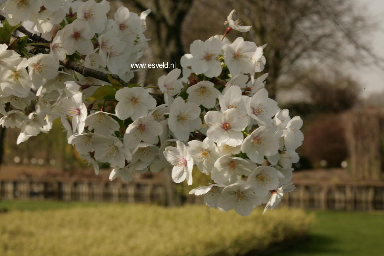 Prunus serrulata 'Taihaku'