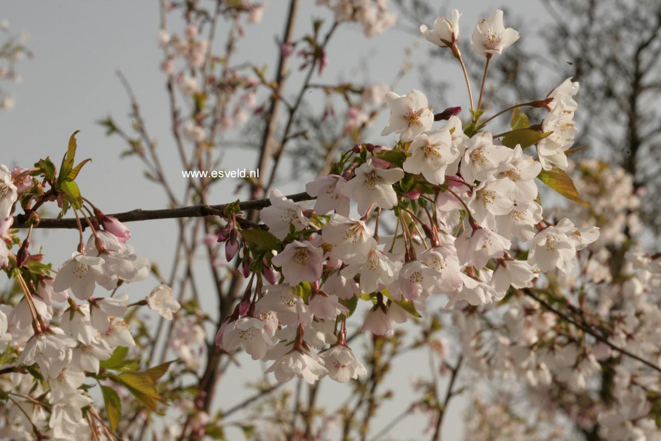 Prunus nipponica 'Felice'