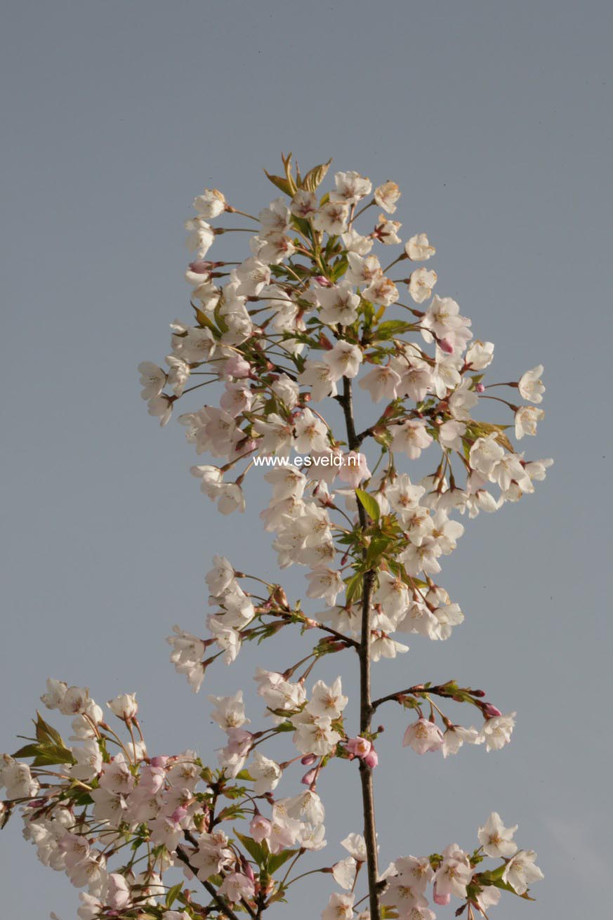 Prunus nipponica 'Felice'