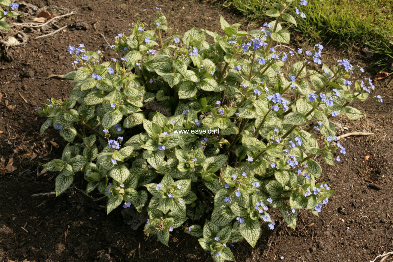 Brunnera macrophylla 'Sea Heart'