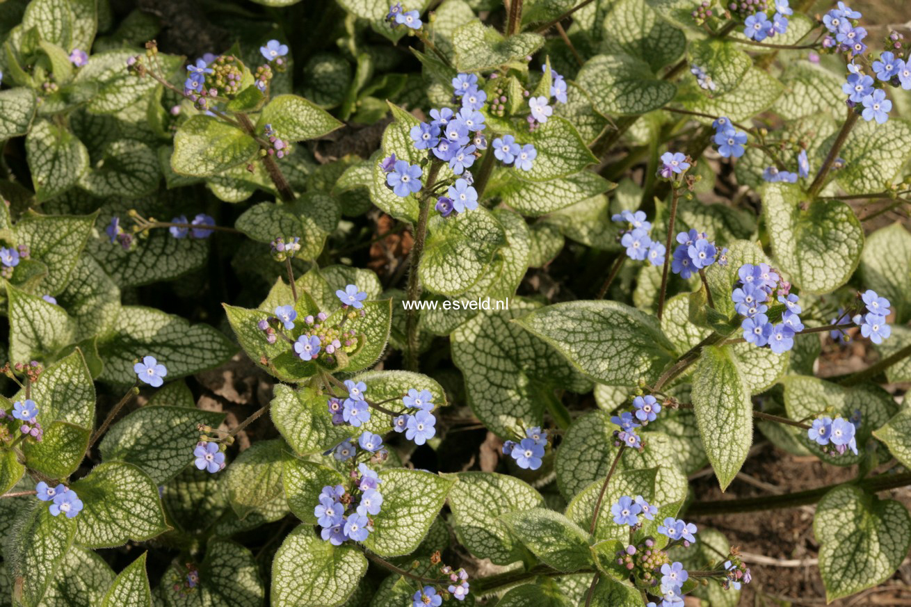 Brunnera macrophylla 'Sea Heart'