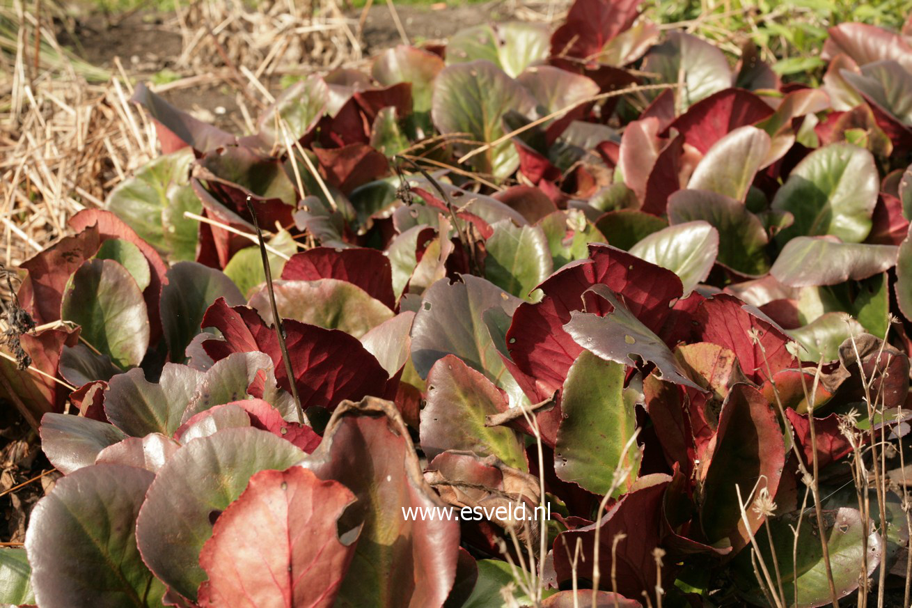 Bergenia 'Wintergold'