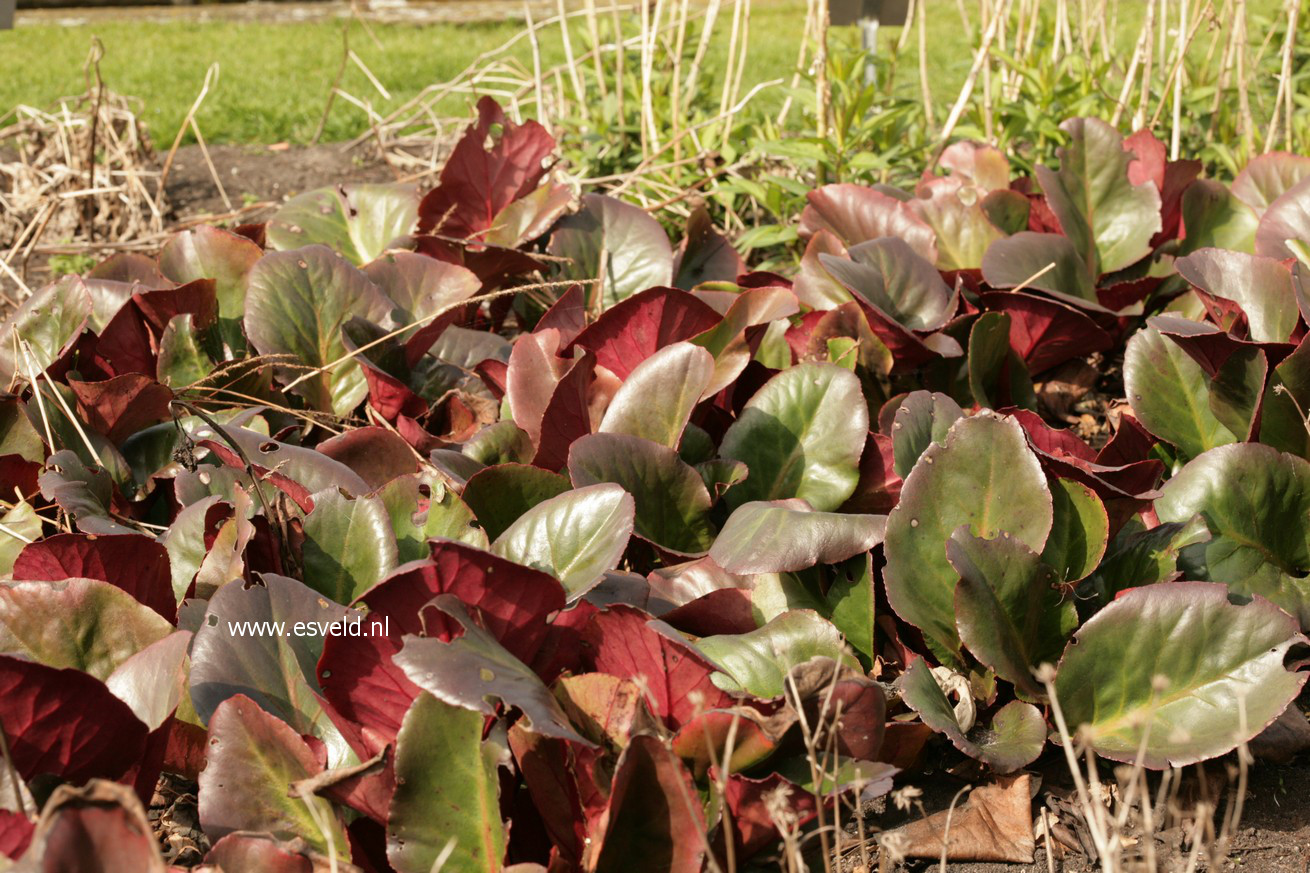 Bergenia 'Wintergold'