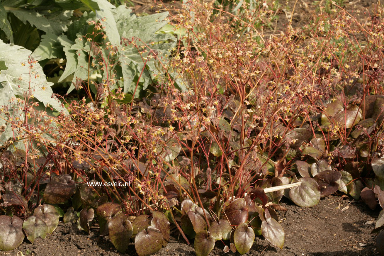 Epimedium pinnatum 'Black Sea'