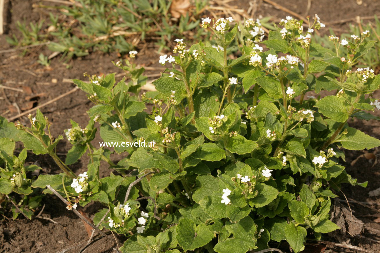 Brunnera macrophylla 'Betty Bowring'