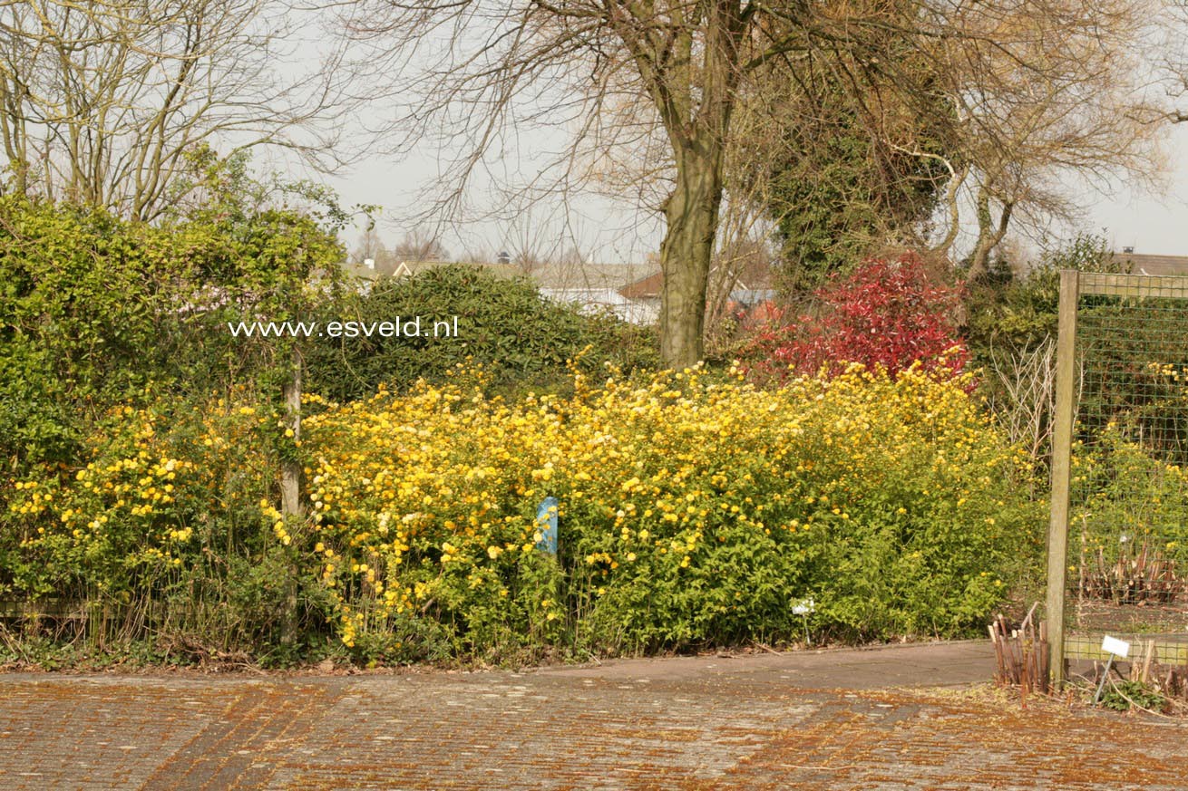 Kerria japonica 'Pleniflora'