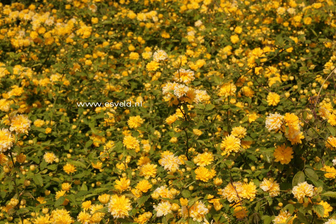 Kerria japonica 'Pleniflora'