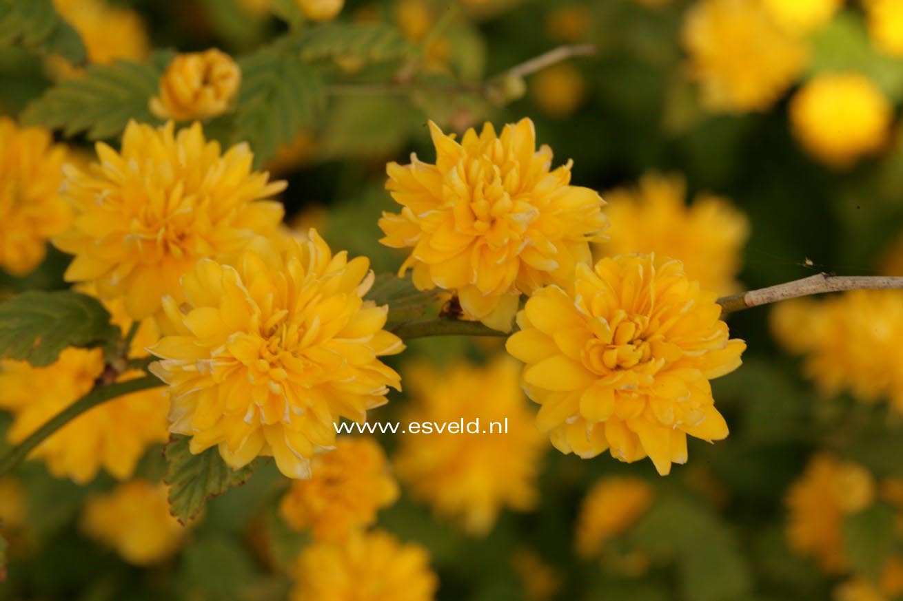 Kerria japonica 'Pleniflora'