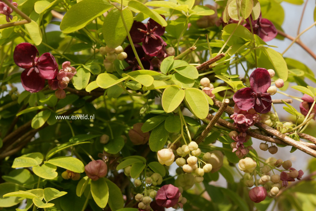 Akebia quinata