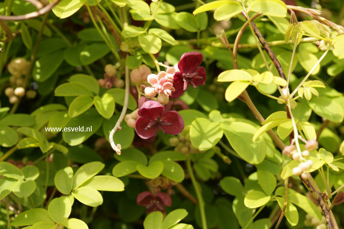 Akebia quinata