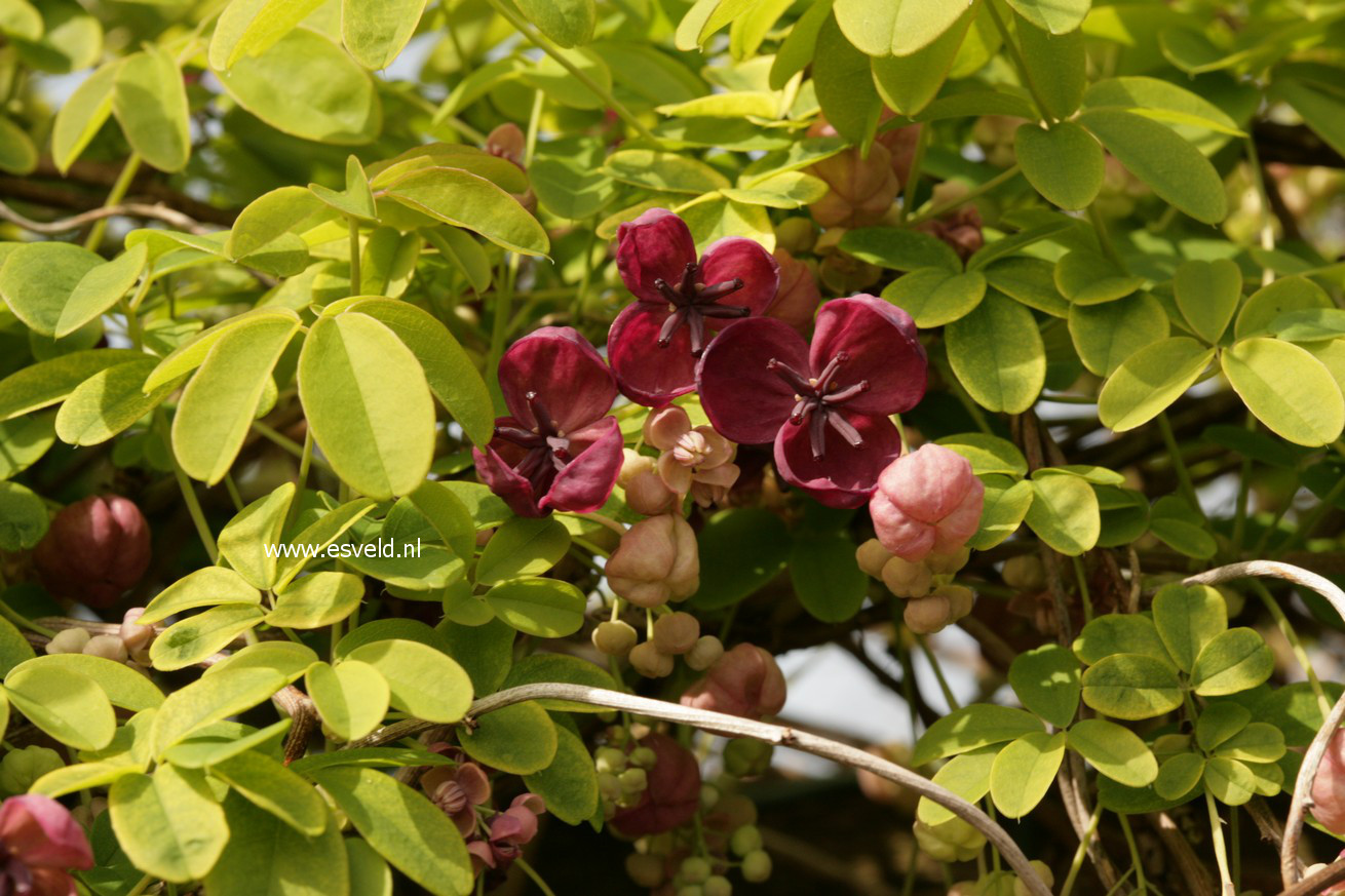 Akebia quinata