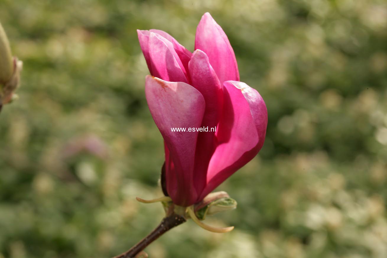 Magnolia 'Susan'