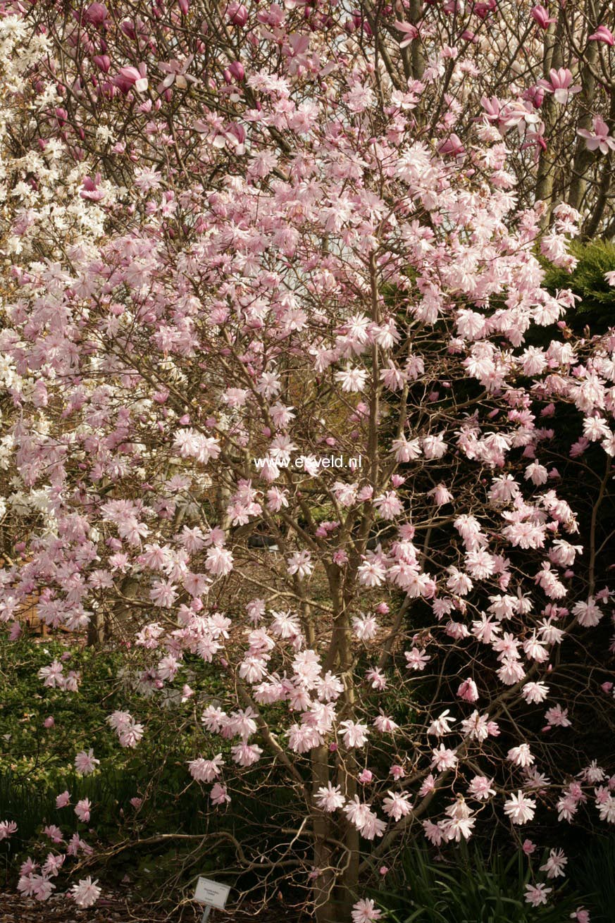 Magnolia stellata var. keiskei