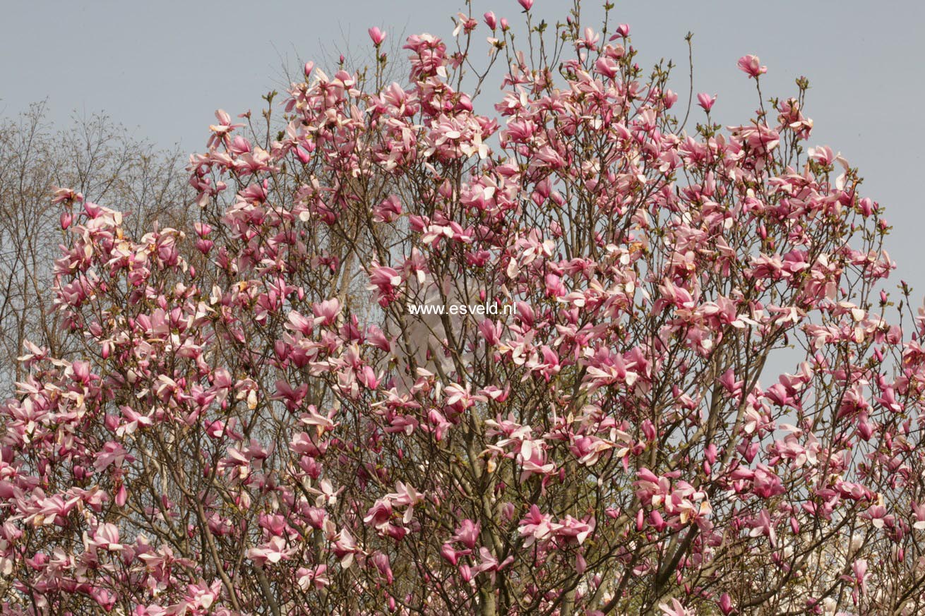 Magnolia 'Galaxy'