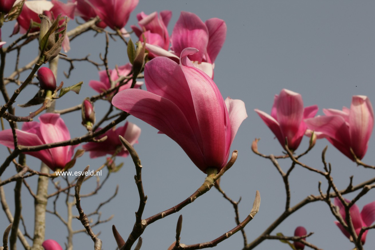 Magnolia 'Spectrum'