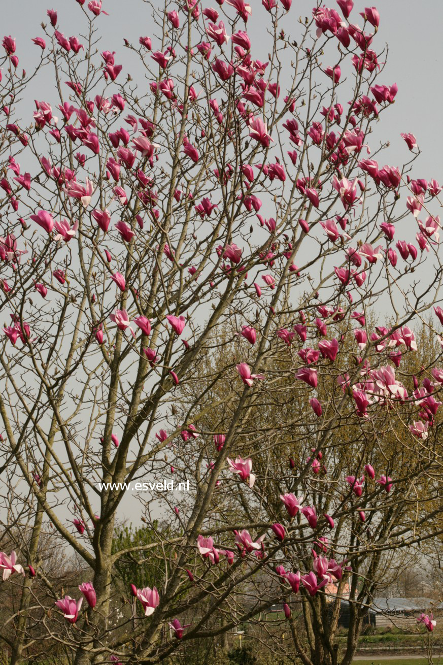 Magnolia 'Spectrum'