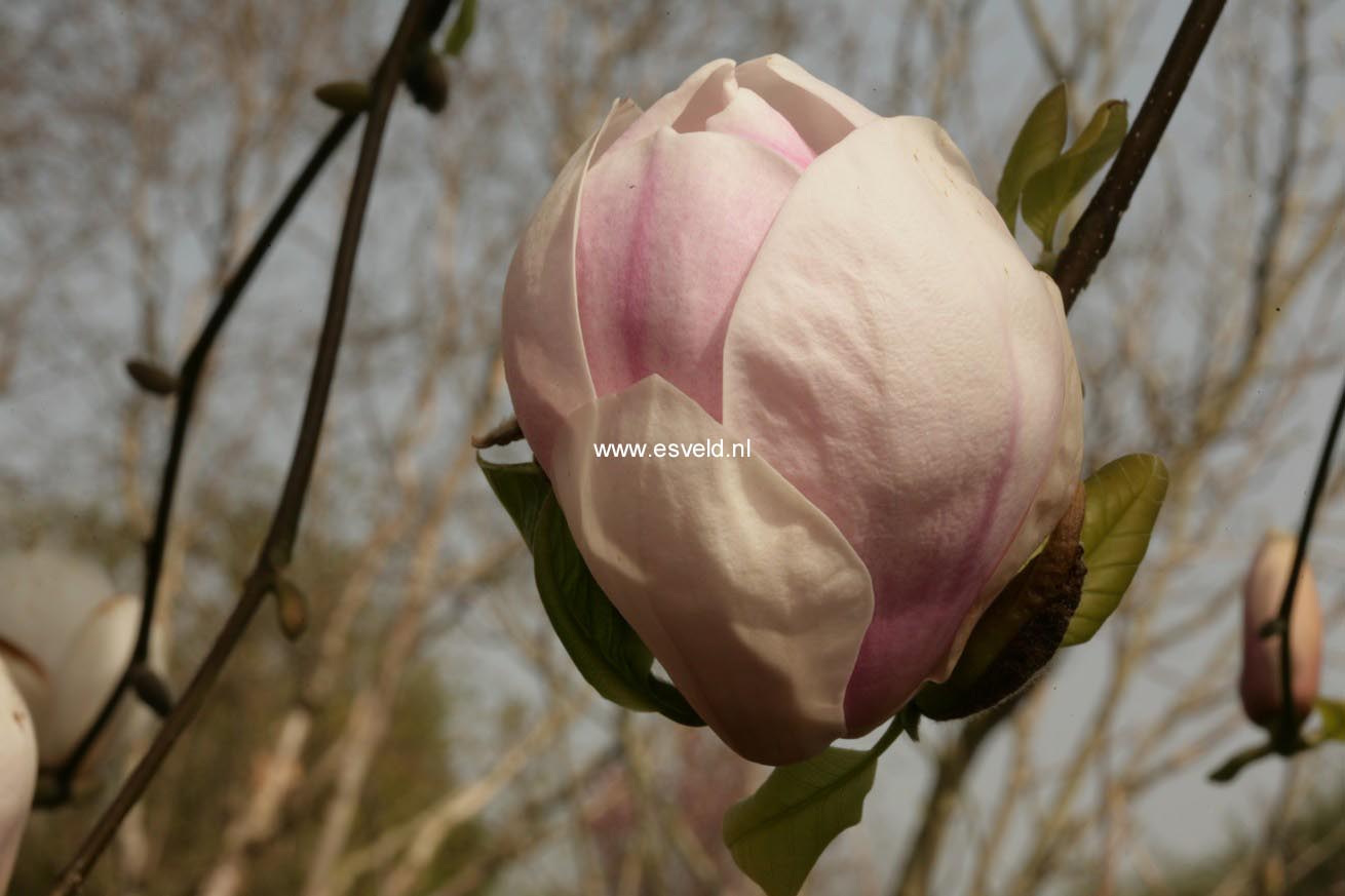 Magnolia soulangeana 'Sundew'