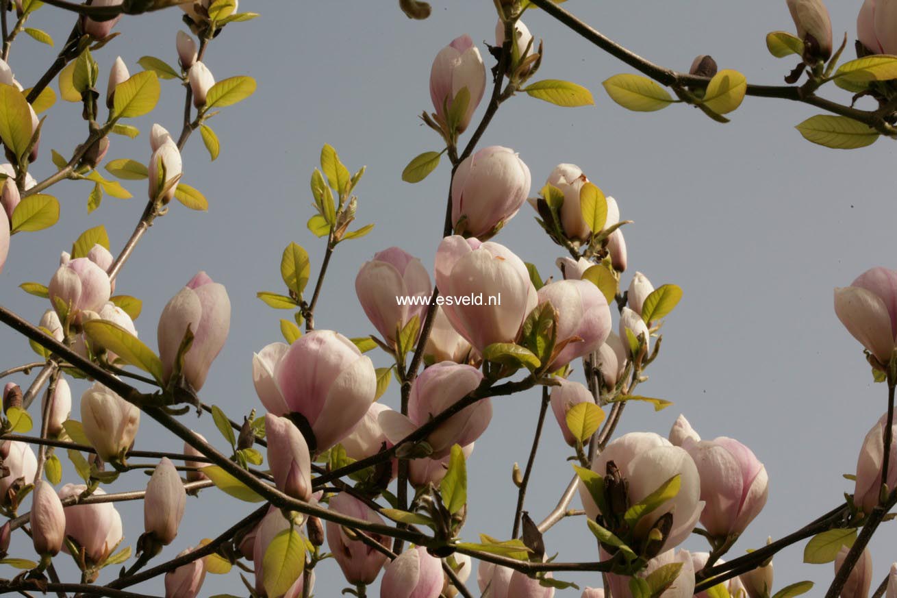 Magnolia soulangeana 'Sundew'