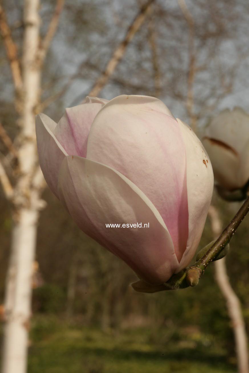 Magnolia soulangeana 'Sundew'