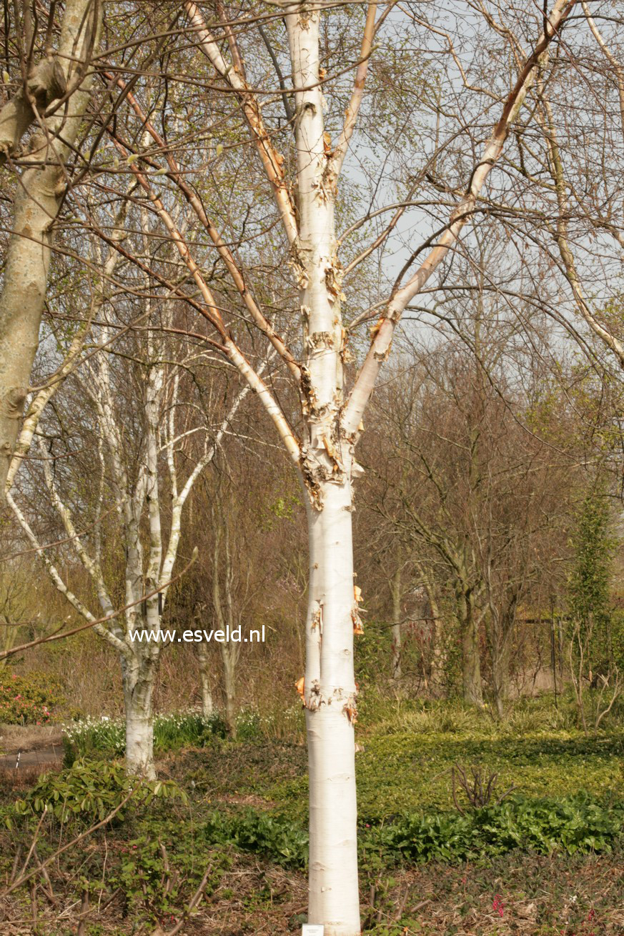 Betula albosinensis 'Fascination'