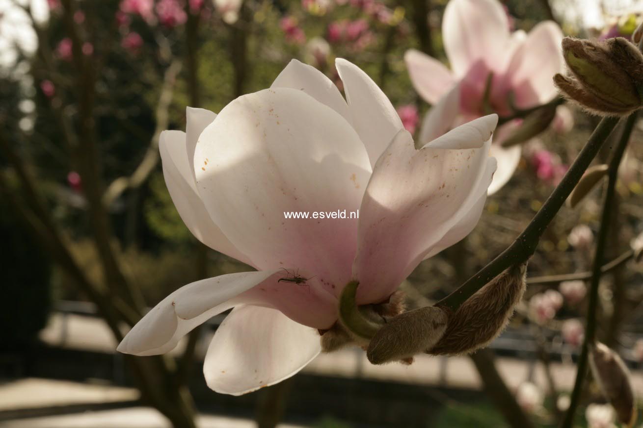 Magnolia 'Iolanthe'