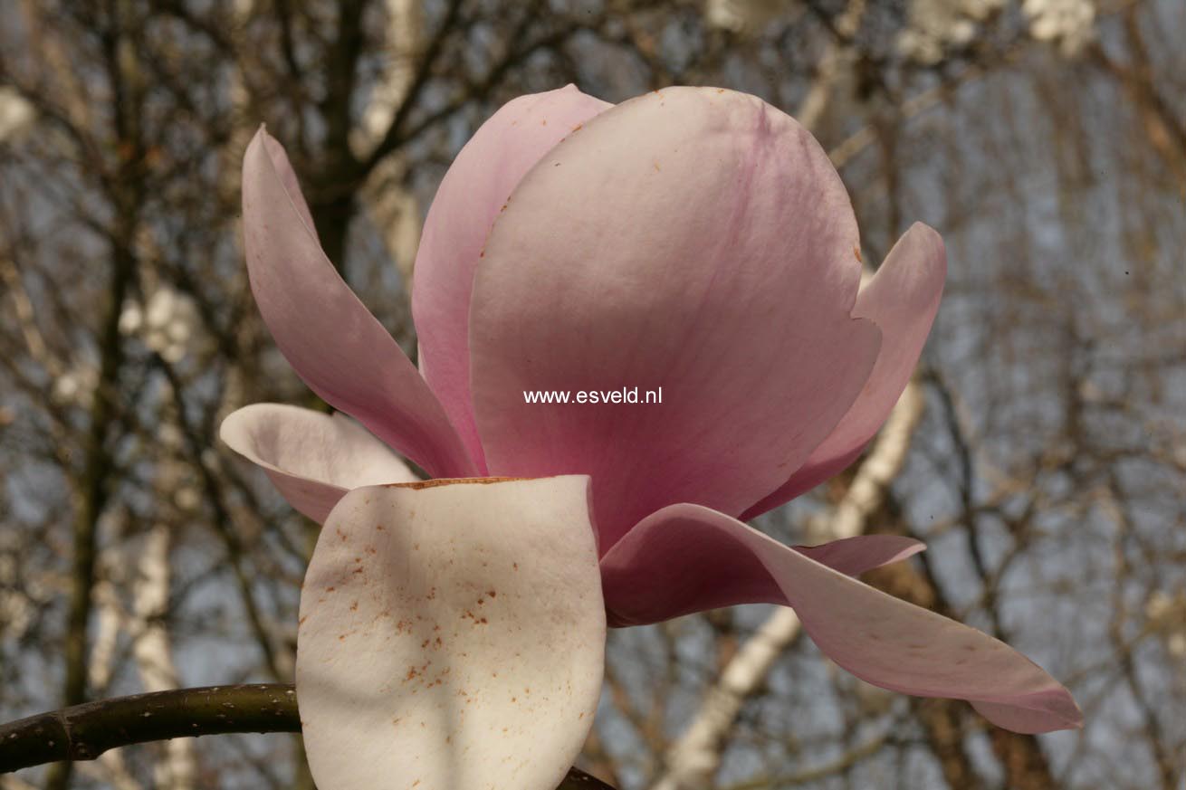 Magnolia 'Iolanthe'