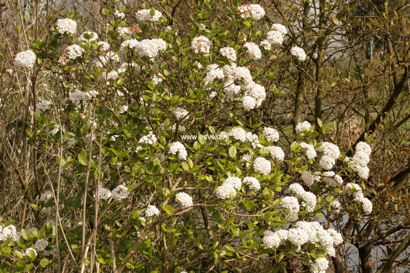 Viburnum burkwoodii 'Anne Russell'