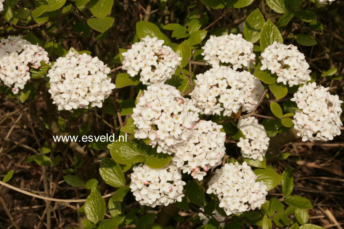 Viburnum burkwoodii 'Anne Russell'