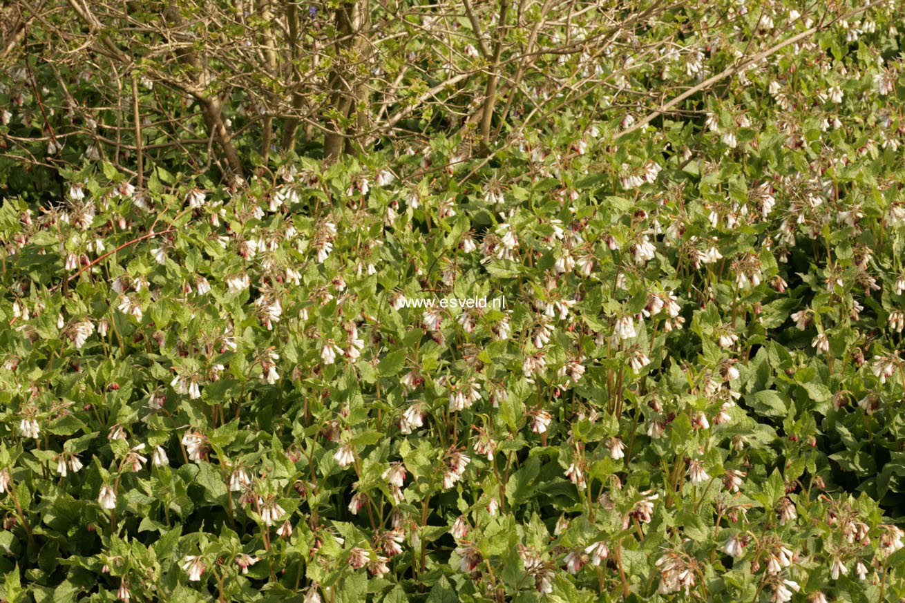 Symphytum grandiflorum