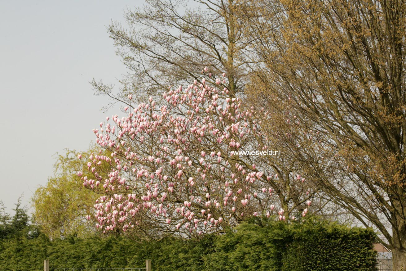 Magnolia 'Heaven Scent'