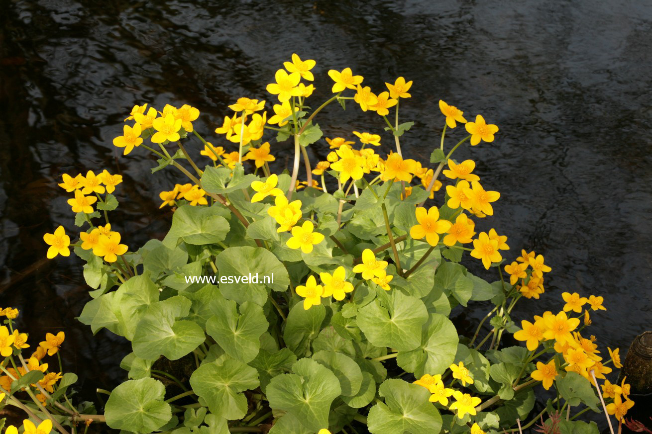 Caltha palustris