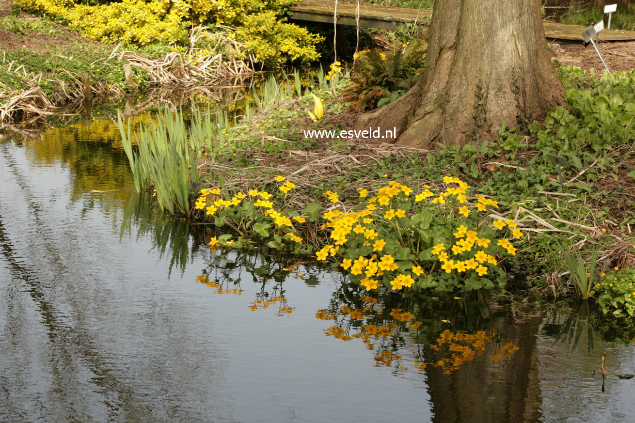 Caltha palustris