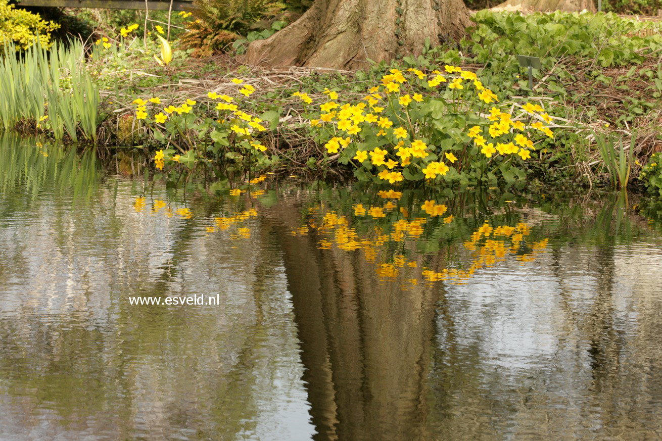 Caltha palustris