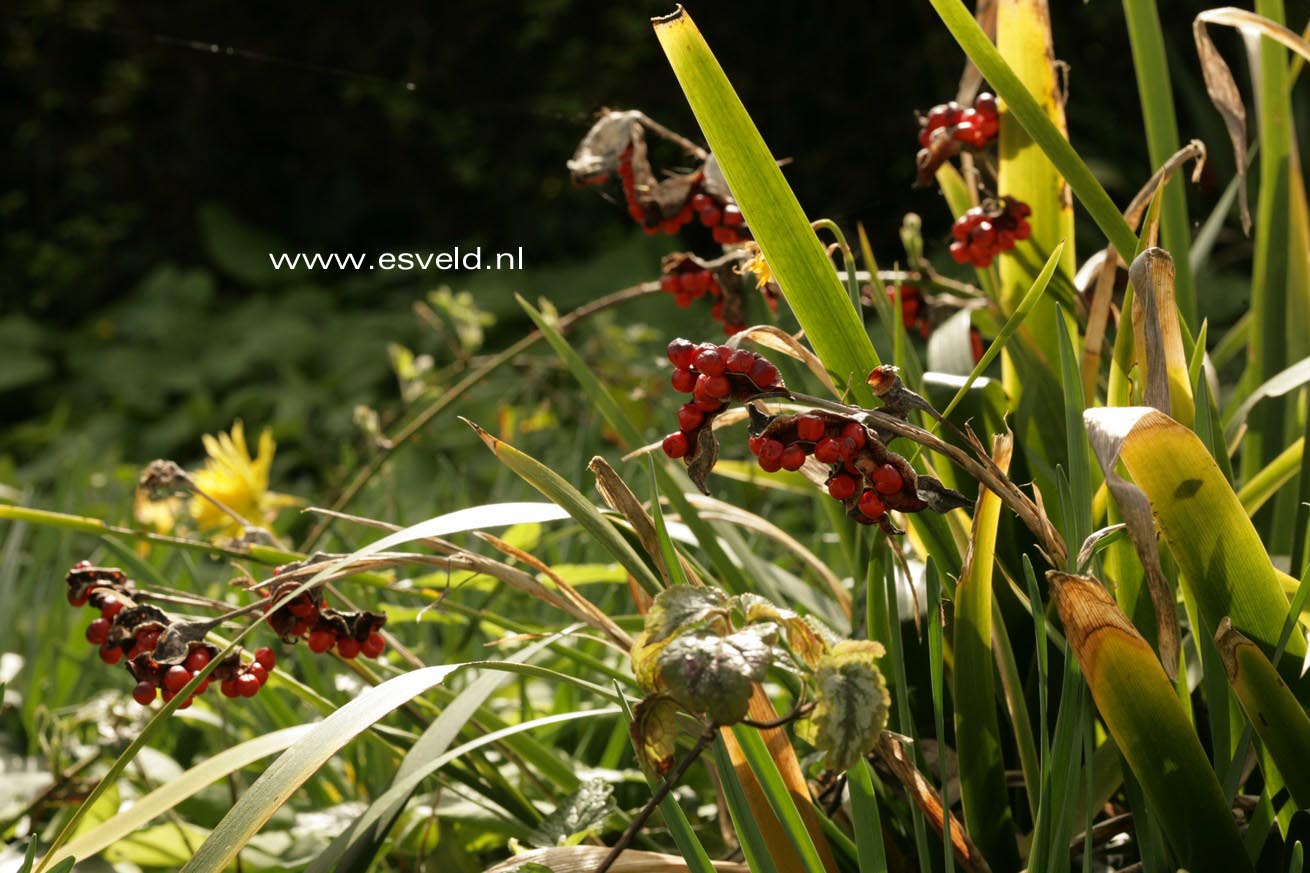 Iris foetidissima