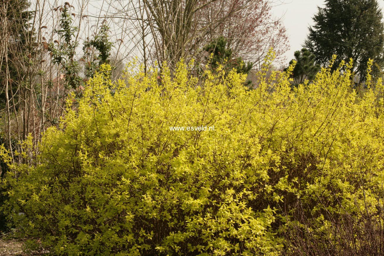 Philadelphus coronarius 'Aureus'