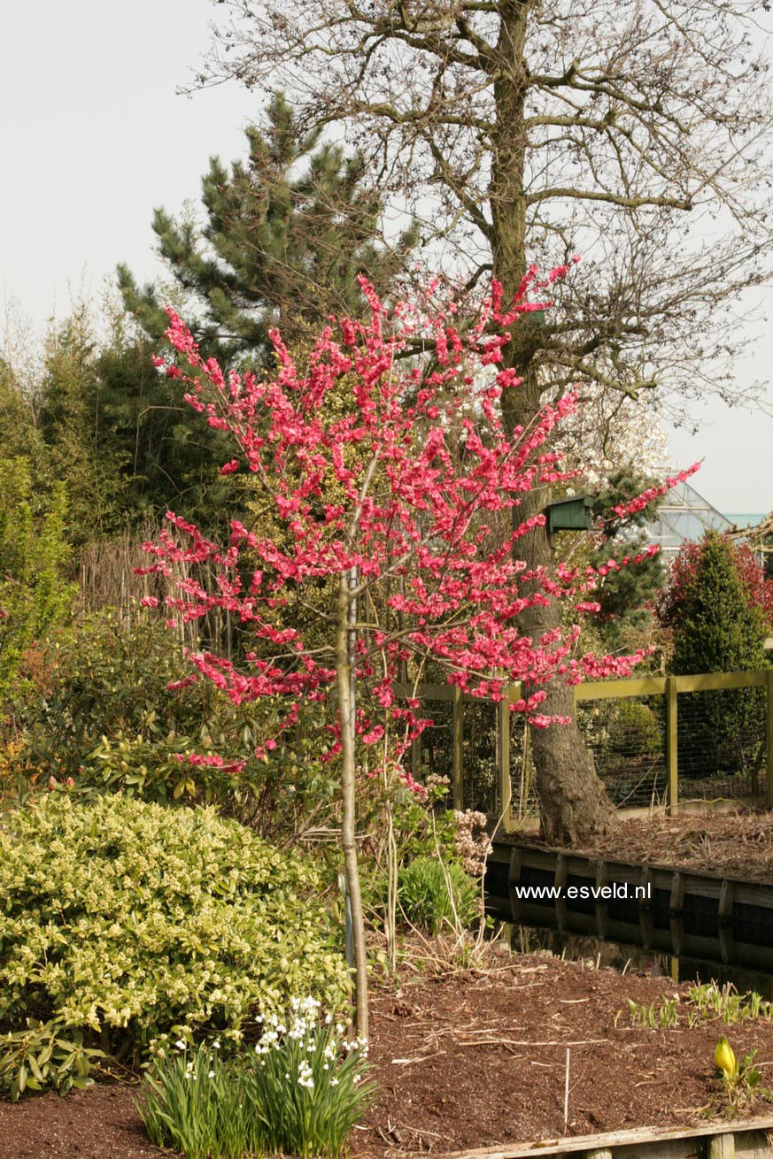 Prunus persica 'Melred'