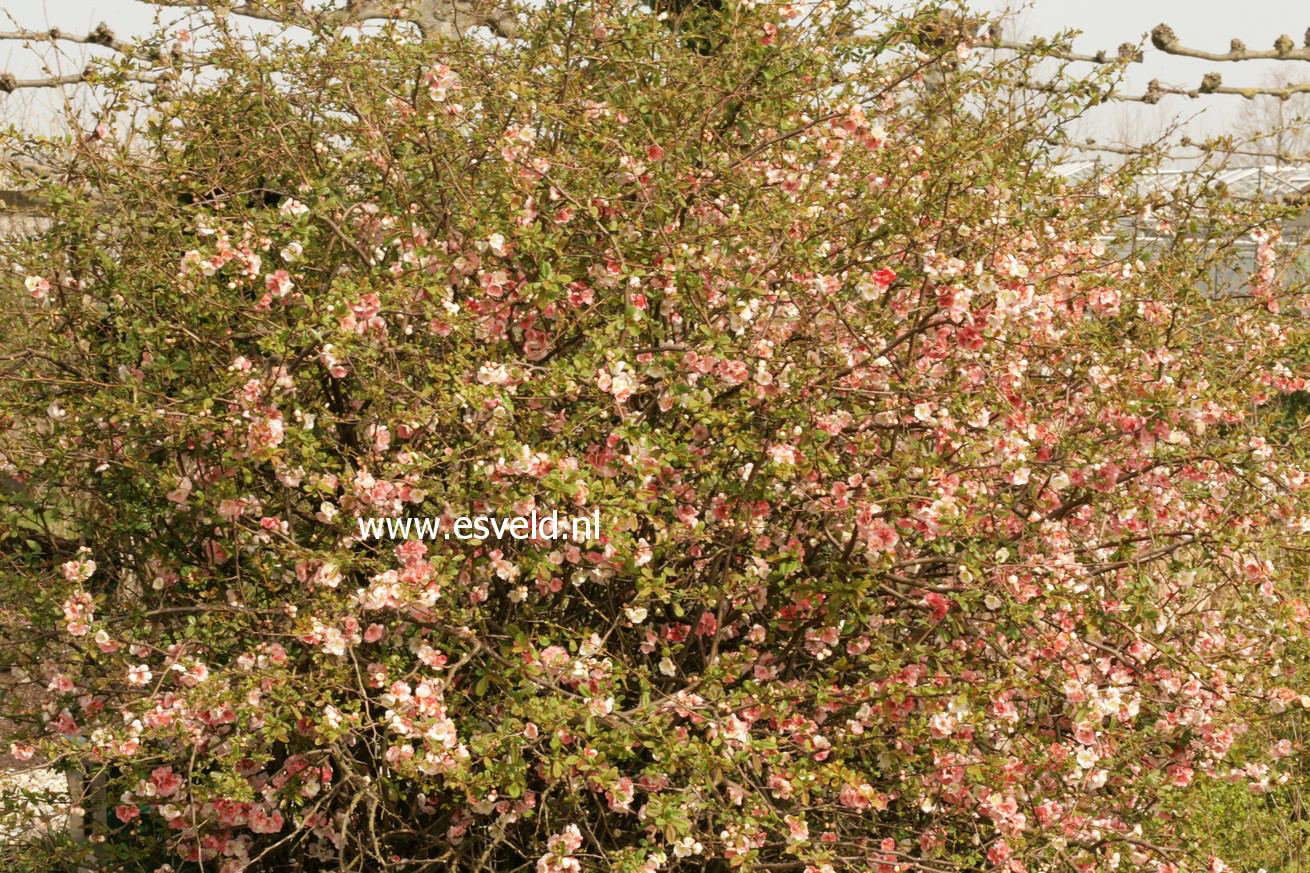 Chaenomeles speciosa 'Moerloosei'