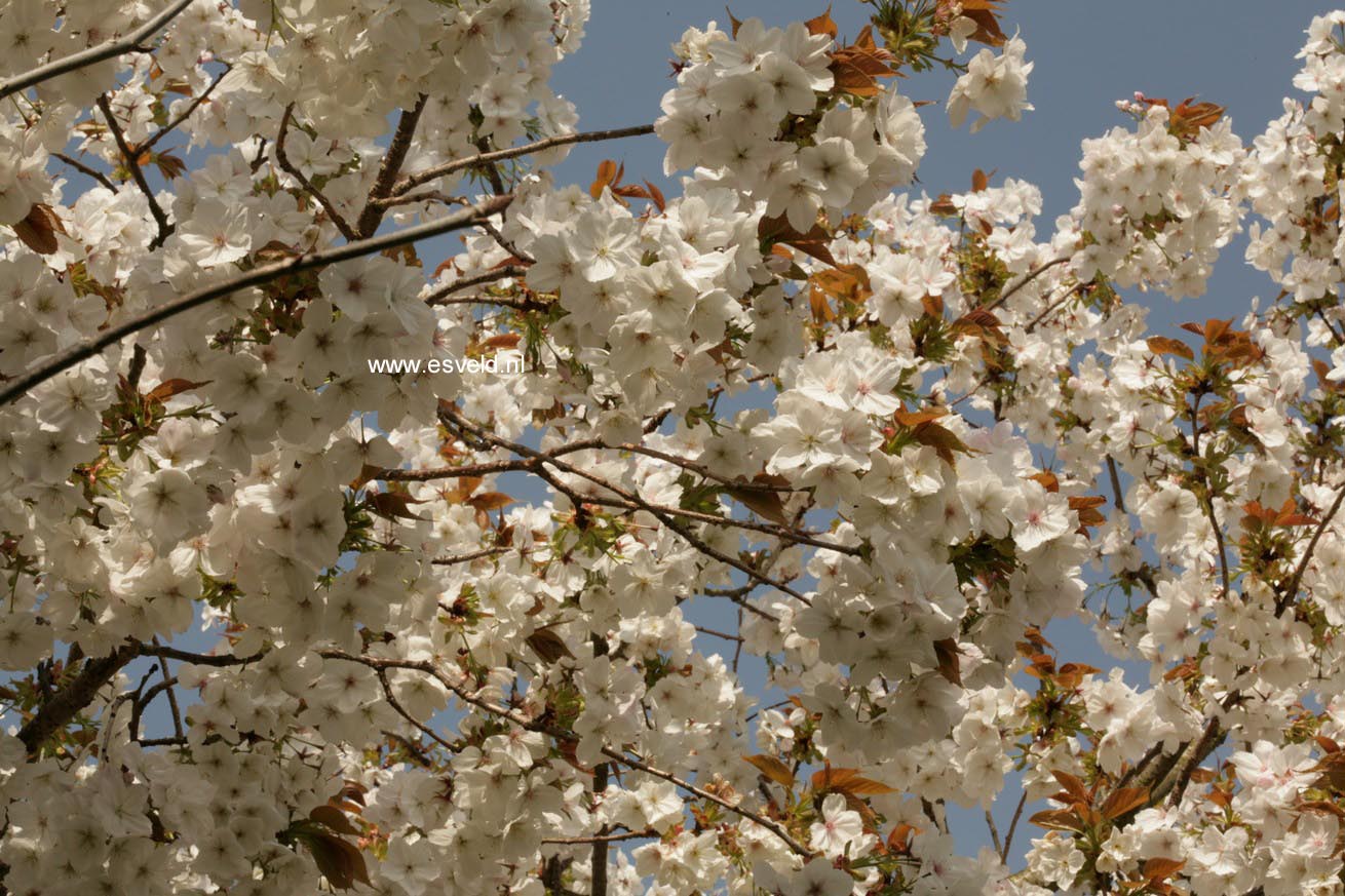 Prunus serrulata 'Taihaku'