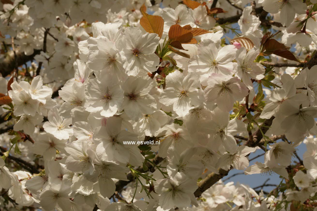 Prunus serrulata 'Taihaku'