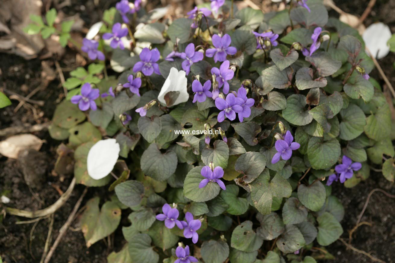 Viola labradorica