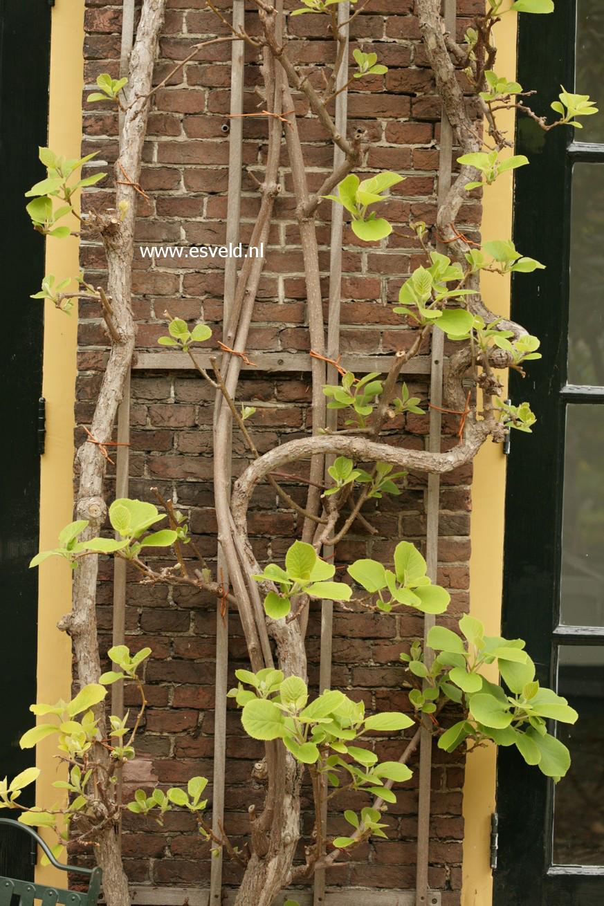 Actinidia deliciosa