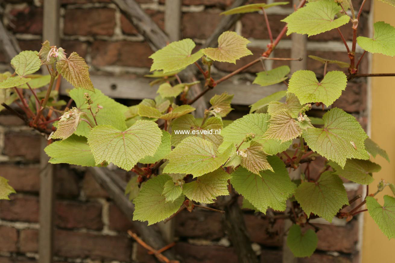 Vitis coignetiae