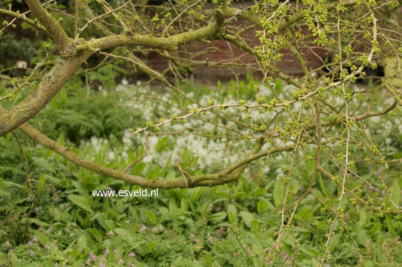 Ginkgo biloba