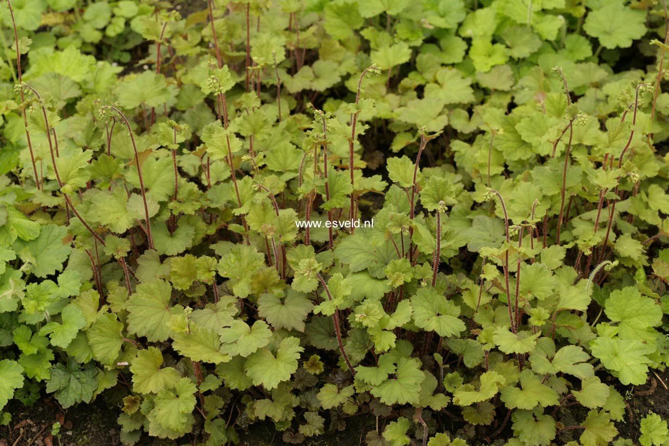 Tellima grandiflora 'Rubra'