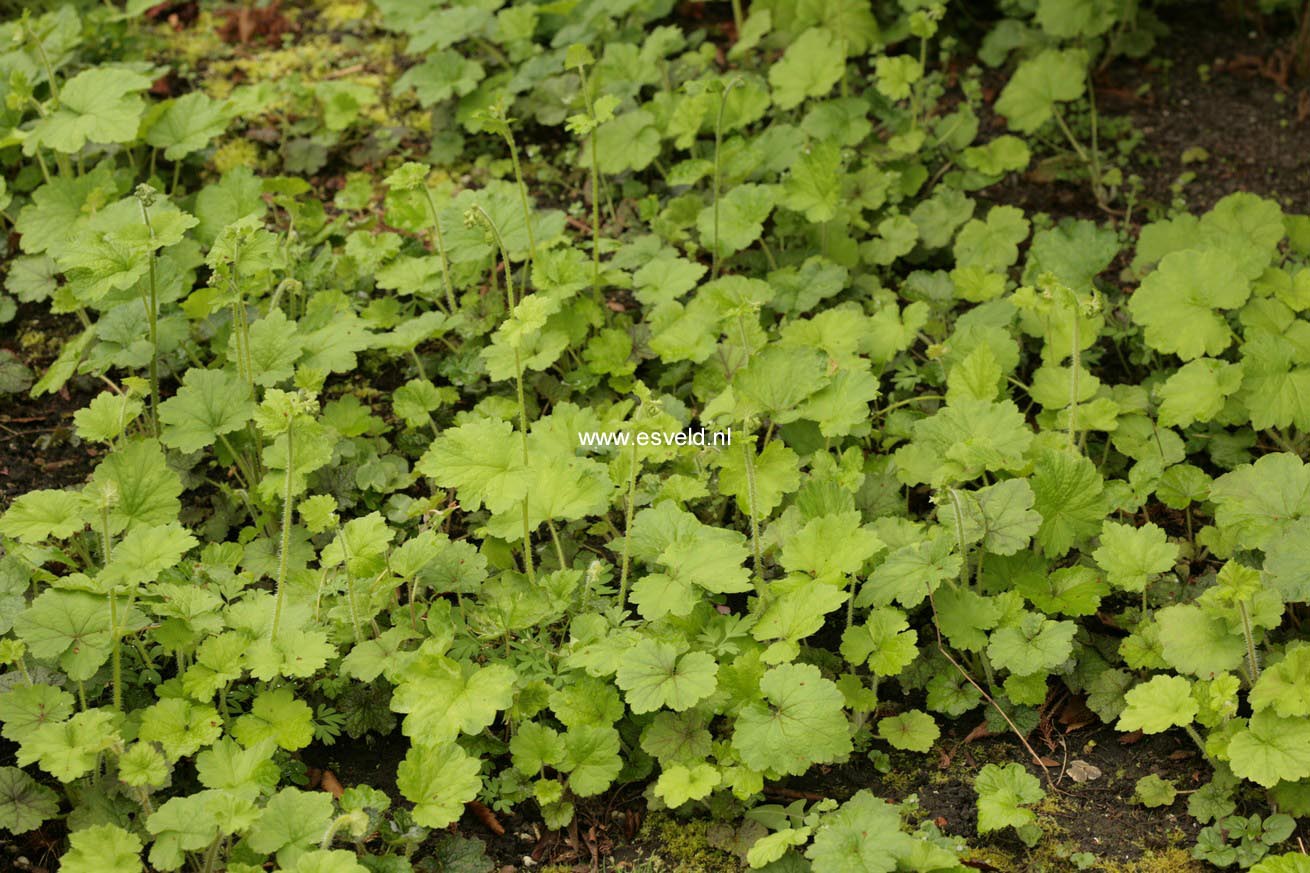 Tellima grandiflora